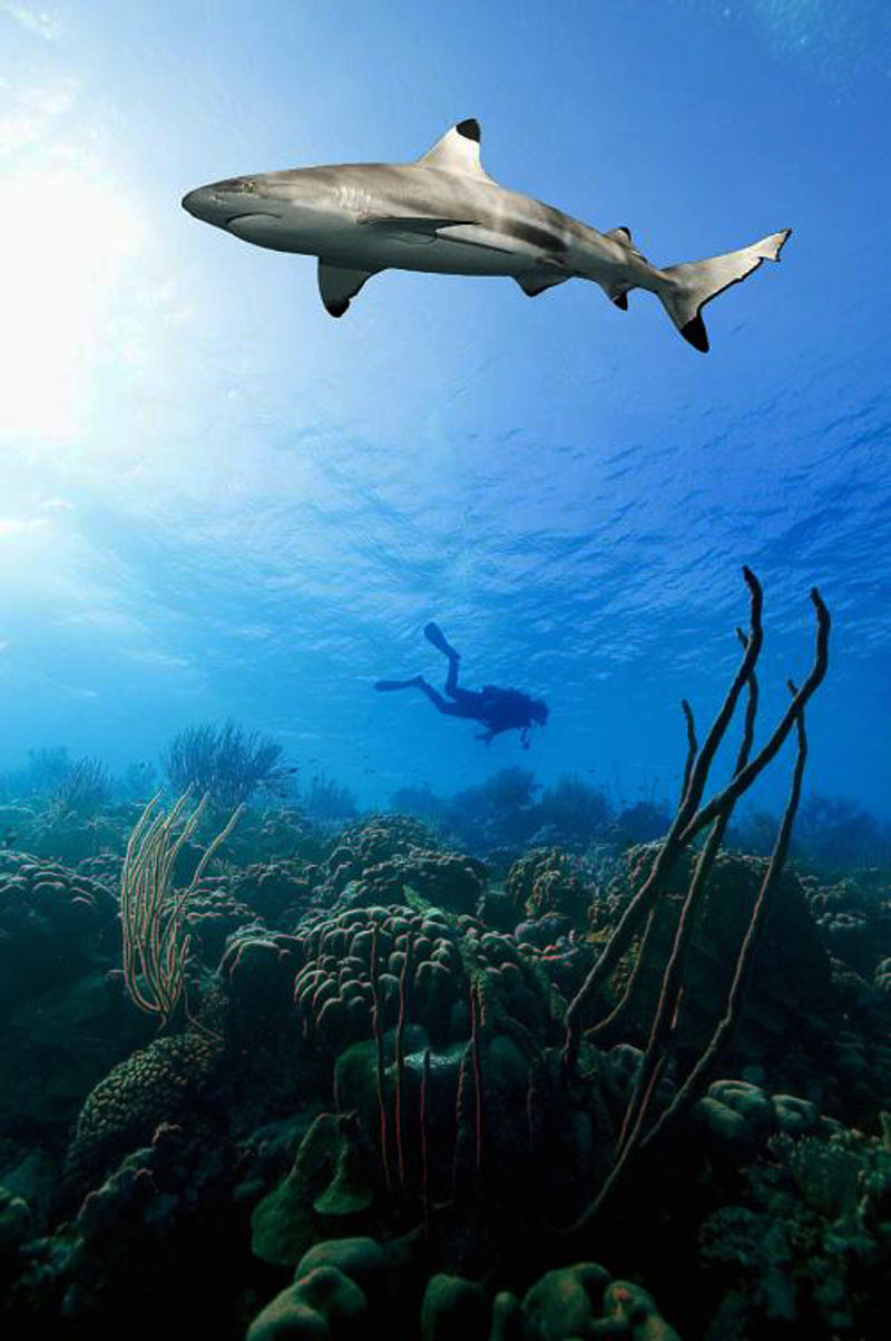 鯊魚為什么不吃潛水員？