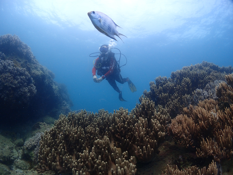 目前世界較大的潛水培訓系統(tǒng)有哪些？