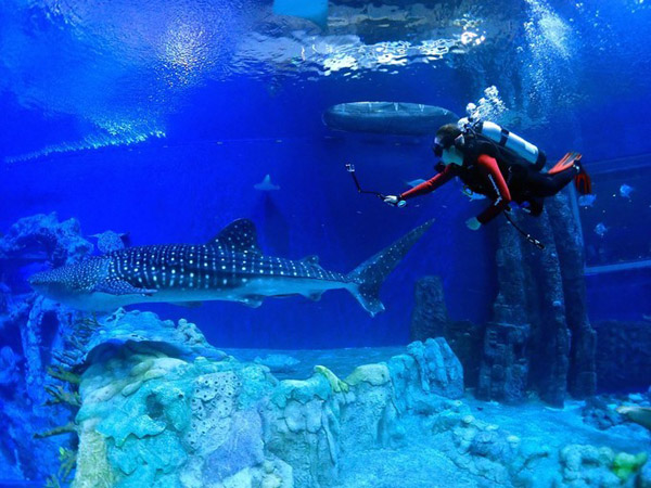 潛在水里，學(xué)做一條靜靜的魚(yú)