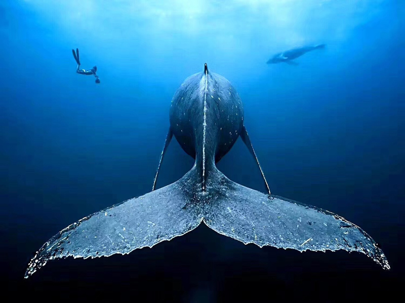 對(duì)于潛水小白的常見問題