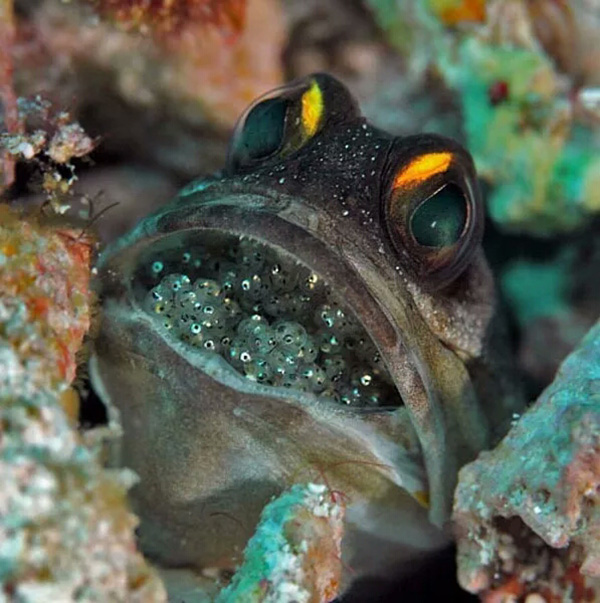 【潛水這艘賊船，這次開往上帝的花園】文章轉(zhuǎn)自/三聯(lián)生活周刊