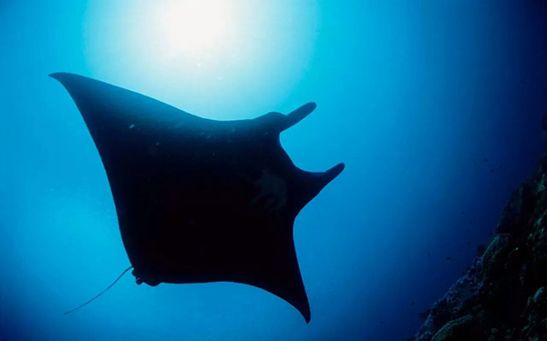 【潛水這艘賊船，這次開往上帝的花園】文章轉(zhuǎn)自/三聯(lián)生活周刊