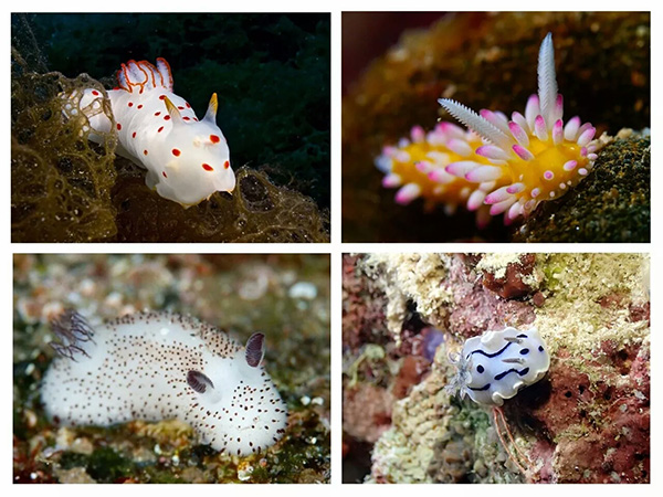 【潛水這艘賊船，這次開往上帝的花園】文章轉(zhuǎn)自/三聯(lián)生活周刊