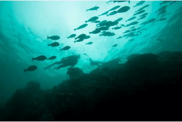 成為潛水員之前的你，是不是也問過這些問題？