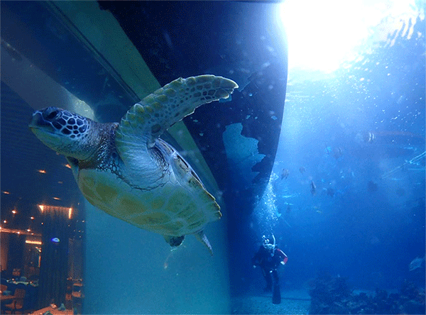 潛水常見問題，原來潛水沒你想的那么難