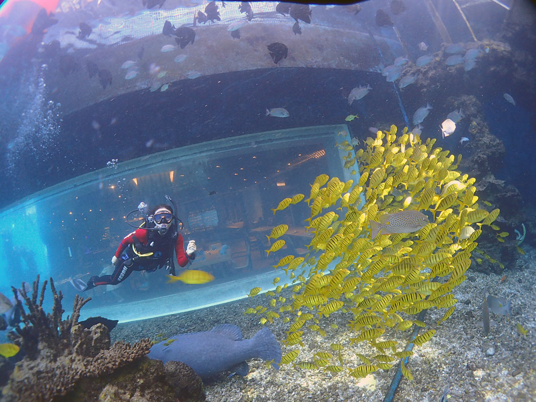除了俯瞰大地的飛翔，還有潛入海底的翱翔。