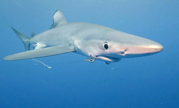 鯊魚嘴角遭魚鉤刺穿進(jìn)食困難